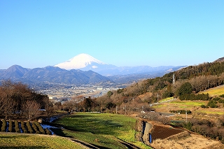 春の息吹の画像