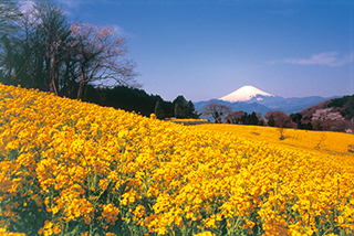 菜の花と富士山