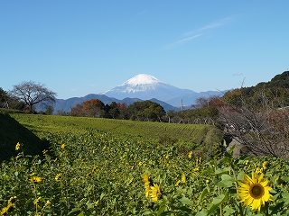 11月には珍しいヒマワリとの画像