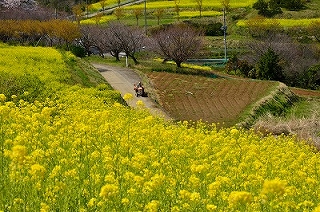 昼下りの画像