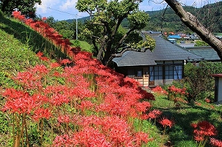 彼岸花咲く頃の画像