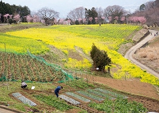 早春の里山の画像