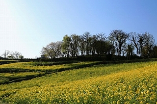 朝日をあびる春の里山の画像