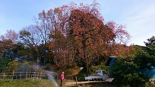 みのりの秋の画像