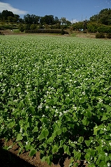 そばの花咲く里の画像