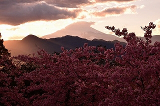 桜の台座の画像