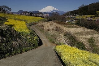 里山の春の画像