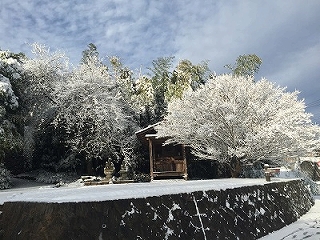 雪の花の画像