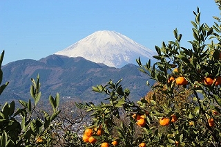 みかん園からの富士山の画像