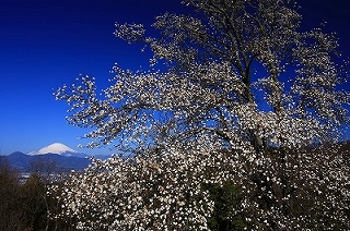 里の春告樹の画像