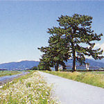 酒匂川の松並木の画像