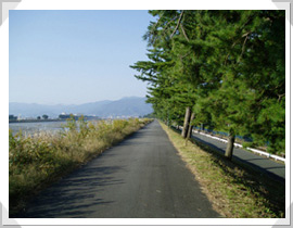 酒匂川並木道の画像