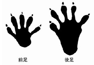 出典：農林水産省「野生鳥獣被害防止対策マニュアル」よりの画像