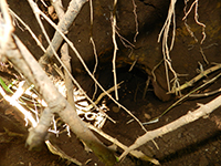 アナグマの巣穴の画像