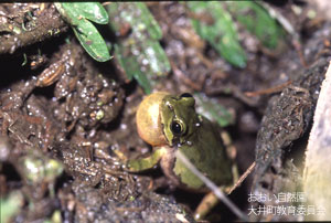 アマガエルの画像