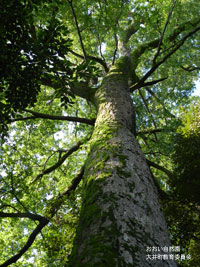 ムクノキの大木（上大井地区）の画像