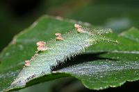 アカボシゴマダラの幼虫の画像