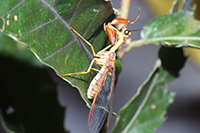 カマキリモドキの画像