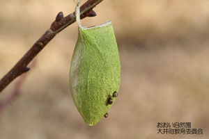 ウスタビガの繭（まゆ）の画像