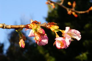 河津ザクラの画像