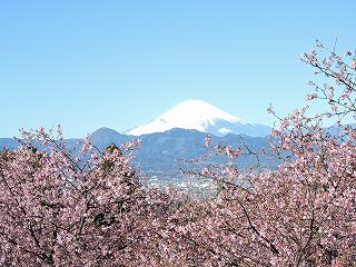 早咲きザクラと富士山の画像