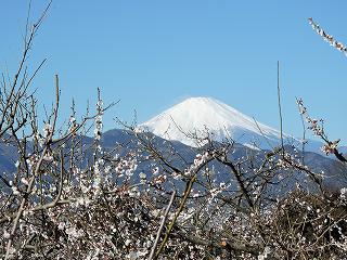 ウメに富士山の画像