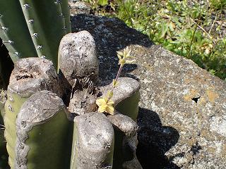 サボテンからオランダミミナグサがの画像