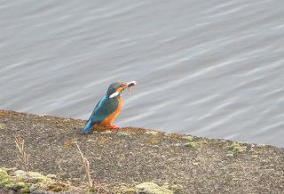 魚をくわえたカワセミの画像