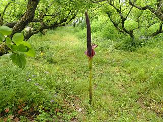 巨大なコンニャクの花の画像