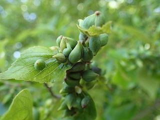 エノキハトガリタマフシの画像