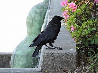 ハシボソガラス幼鳥が徘徊の画像