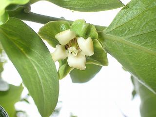 金手丸（カキ）の花が咲いたの画像２