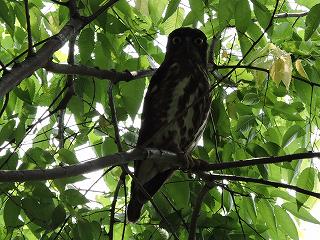 アオバズクのペア　来るの画像１