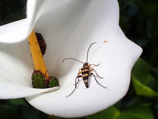 カラーにヨツボシハナカミキリとハナムグリがの画像