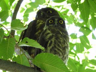 アオバズクの親子の画像