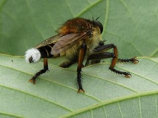 シオヤアブの画像