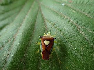 エサキモンキツノカメムシの画像