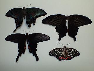 様々なチョウの死体の画像