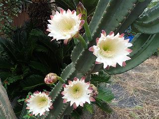 サボテンの花の画像