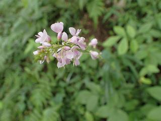 フジカンゾウの花の画像