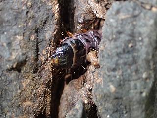 ボクトウガの幼虫の画像