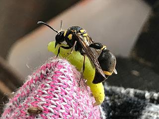 ミカドトックリバチといもむしの画像