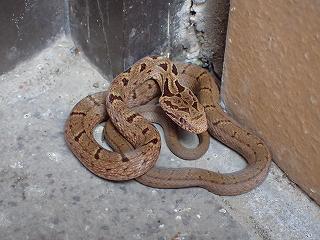 シマヘビの幼蛇の画像