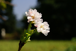 十月桜の画像
