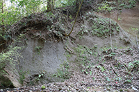 相和地区高尾七滝付近の厚い火砕流堆積物の画像