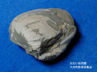 ハマグリ（化石）の画像