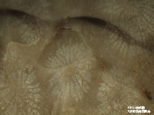 サンゴの顕微鏡写真の画像