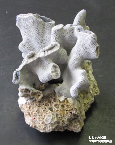 キクメイシサンゴの上に育ったアオサンゴ(現生) の画像