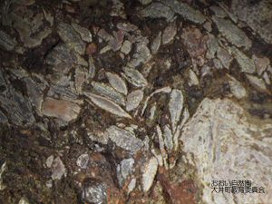有孔虫化石の集まりの画像