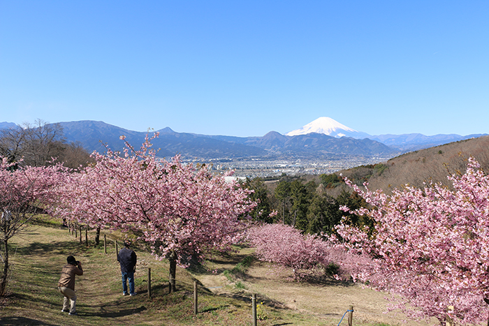 富士山と足柄平野の画像